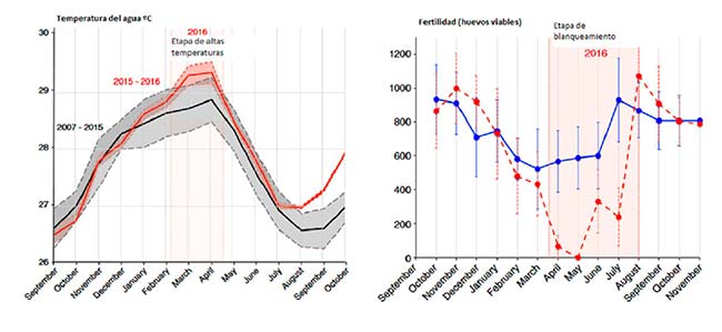 gráficas correlación temperaturas y huevos peces payaso