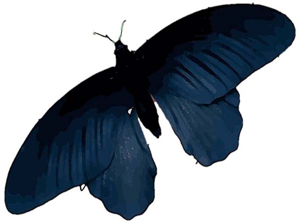 mariposa negra