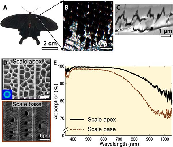 Las alas de la mariposa negra tienen el secreto para mejorar las células  solares