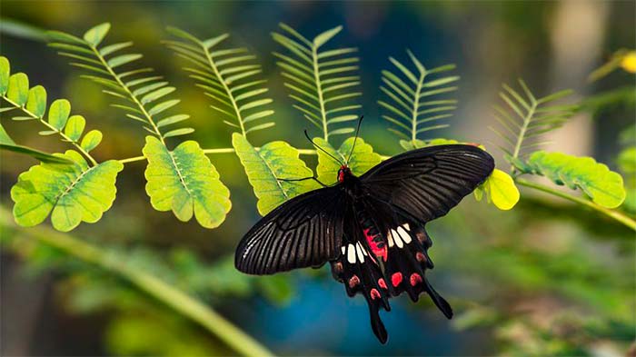 panel solar inspirado en las la alas de la mariposa negra Portada