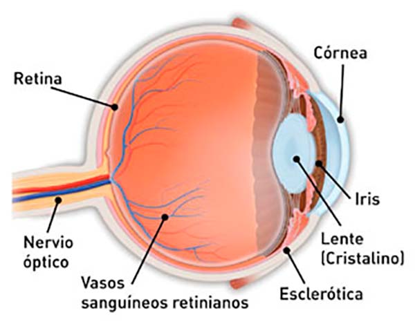 elementos del ojo