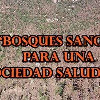 Bosques sanos para una sociedad saludable Portada