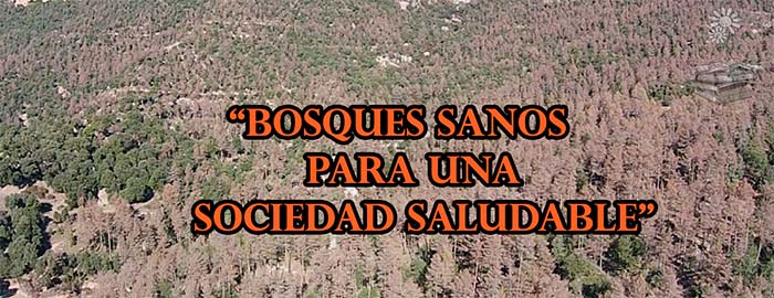 Bosques sanos para una sociedad saludable Portada