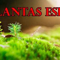 Plantas espía portada