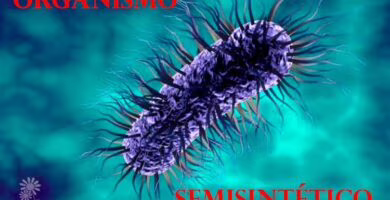 organismo semisintético estable Portada