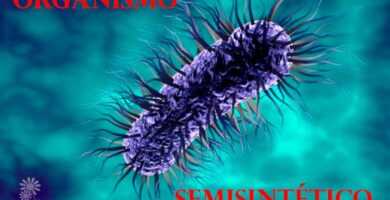 organismo semisintético estable Portada