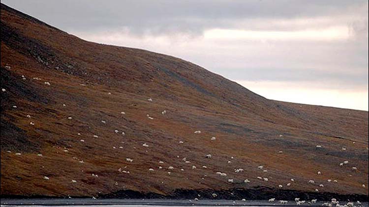 Una isla de osos famélicos en el Ártico como consecuencia del cambio climático