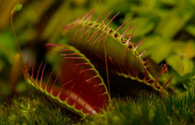 Planta carnívora