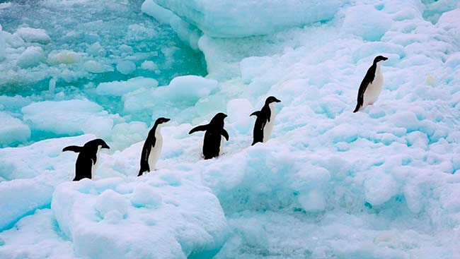 pingüinos Antártica