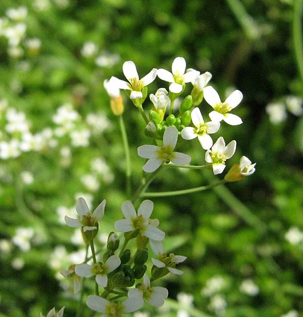 Arabidopsis thaliana