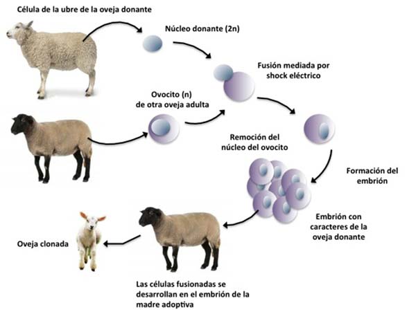 esquema clonación de animales