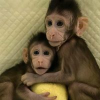 clonación de primates portada