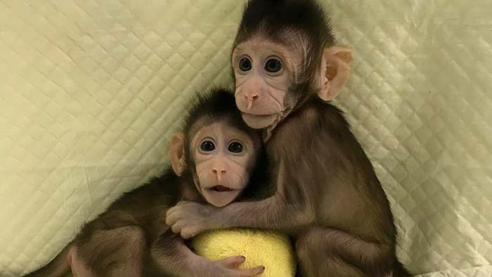 Clonación de primates por primera vez en China