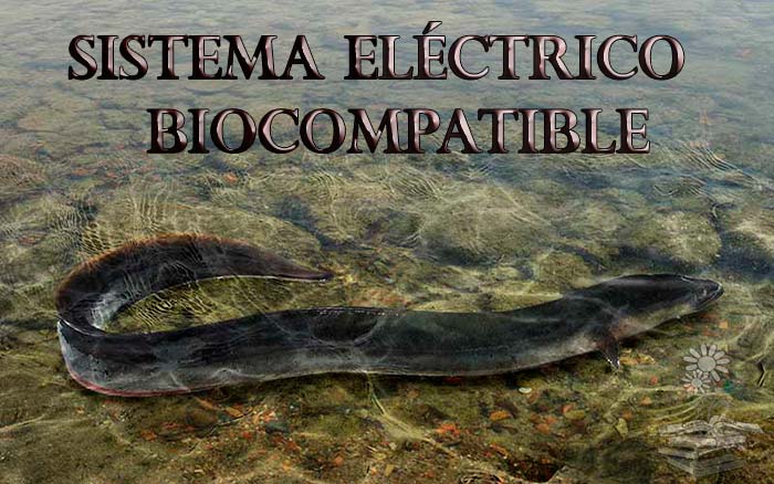 energía de la anguila eléctrica Portada