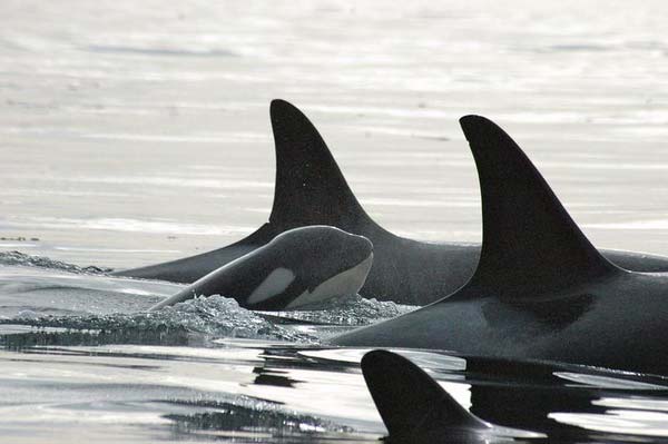 orcas del Mar de Salish