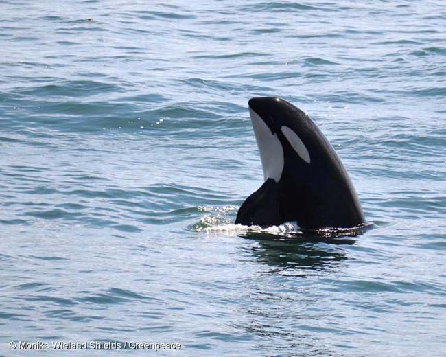 orca Mar de Salish