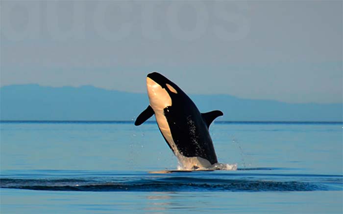 El oleoducto en el Mar de Salish amenaza las últimas 75 orcas residentes y otros animales