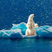 pérdida de hielo afecta al metabolismo del oso polar Portada