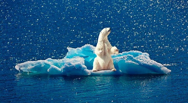 pérdida de hielo afecta al metabolismo del oso polar Portada