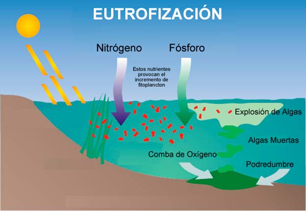 esquema eutrofización