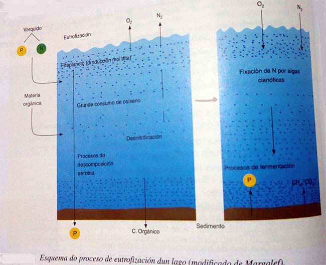 esquema explicativo eutrofización