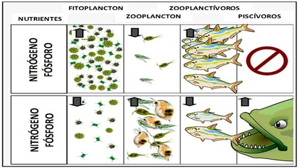 biomanipulación de lagos