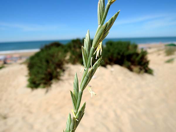 Elymus farctus