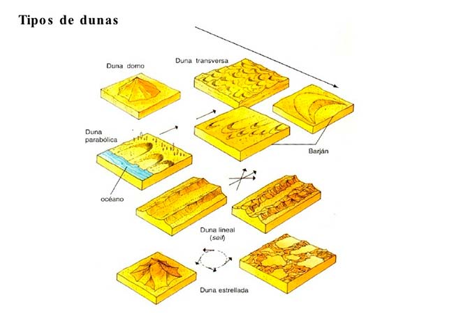 tipos de dunas