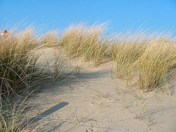 dunas con Ammophila arenaria