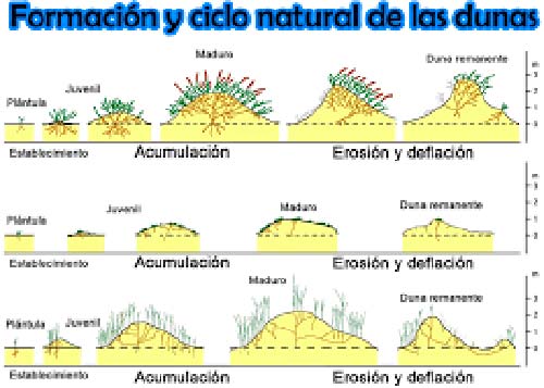 formacion de dunas costeras