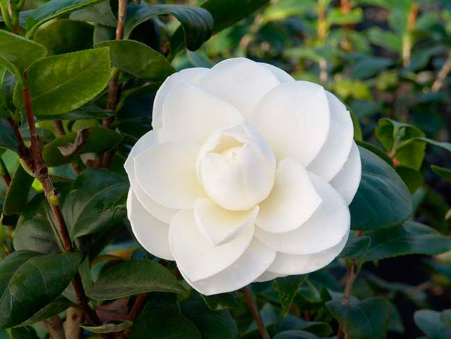 camelia flor blanca