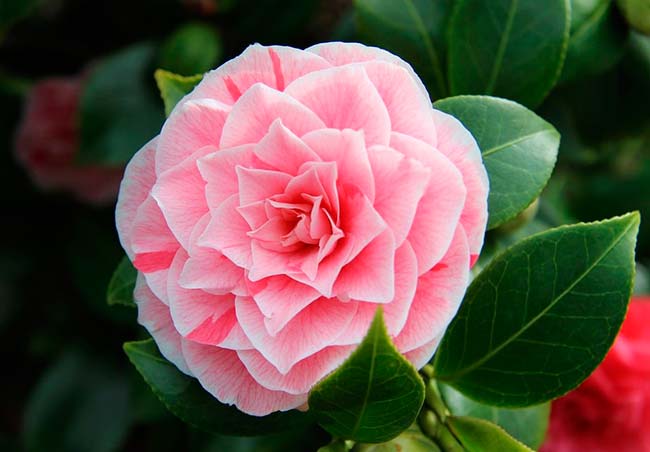 flor camelia rosa