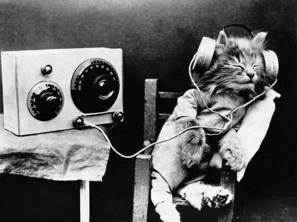 musica para gatos
