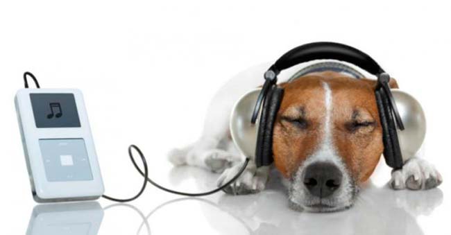 musica para perros