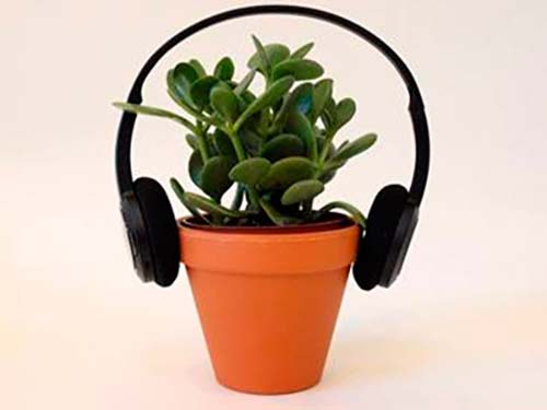 planta con auriculares 