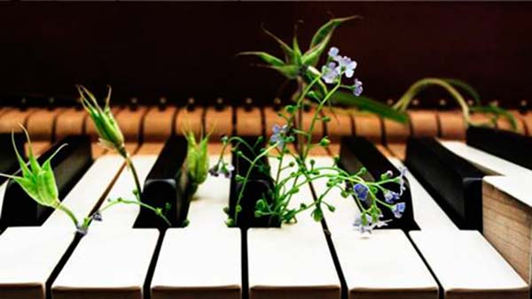 musica clasica para plantas