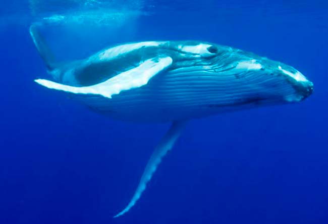 sonidos de ballenas