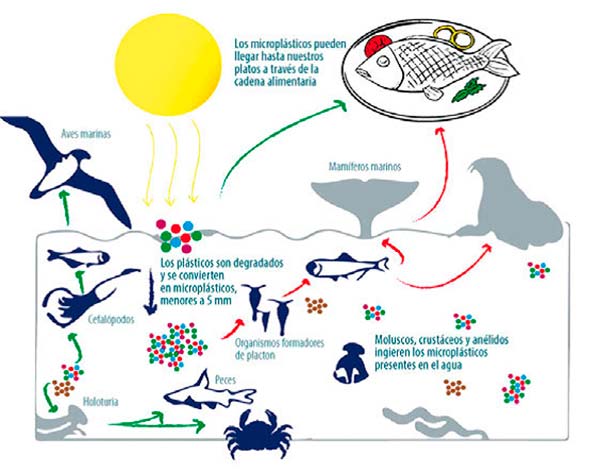 microplasticos cadena trofica