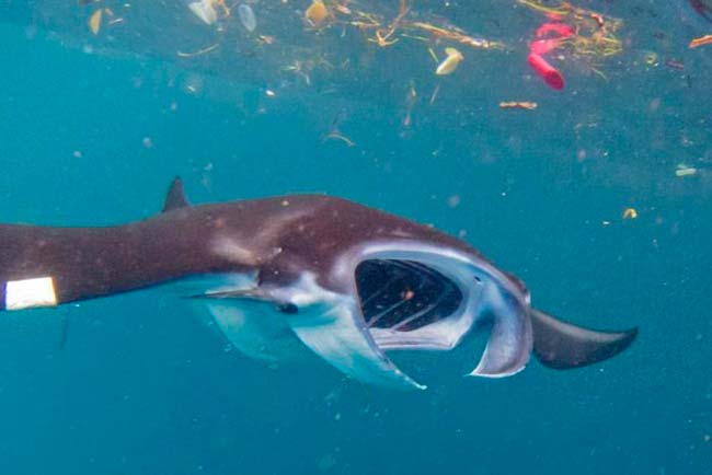 microplasticos en mamiferos marinos