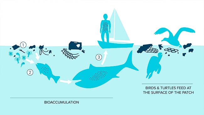 bioacumulacion microplasticos