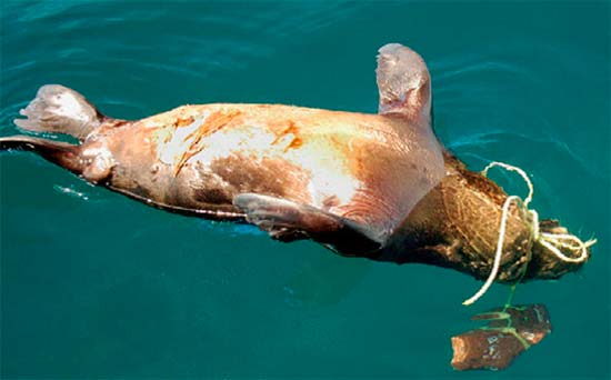 enmallamiento foca plasticos