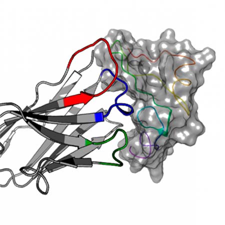 proteína EGF