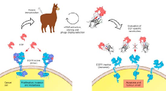 anicuperos de alpaca tratamiento