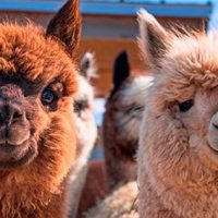 anticuerpos de alpaca Portada