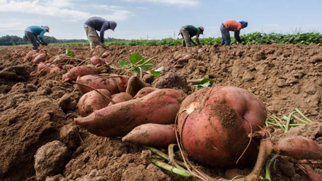 alimentacion ecologica beneficios