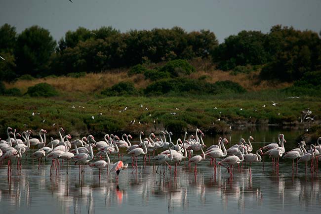 humedales biodiversidad