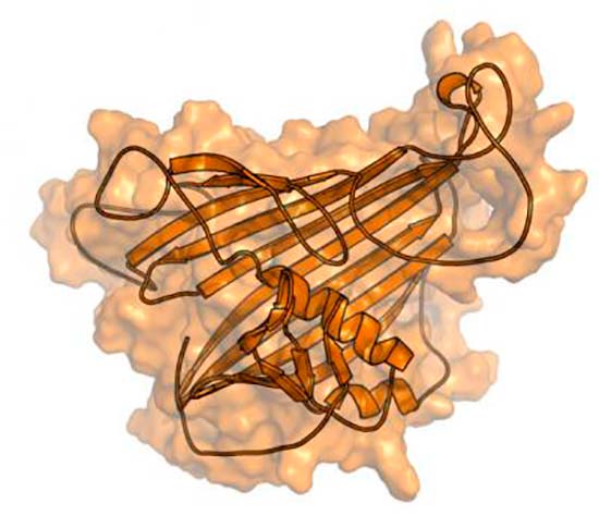 molecula proteina vitelogenina