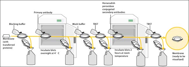 preparacion Western Blot