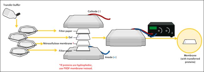 Western Blot