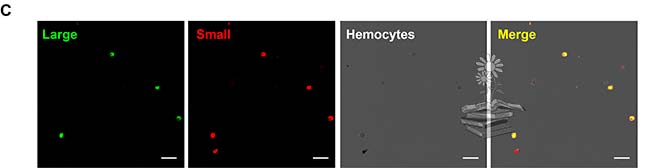 subunidades vitelogenina en hemocitos